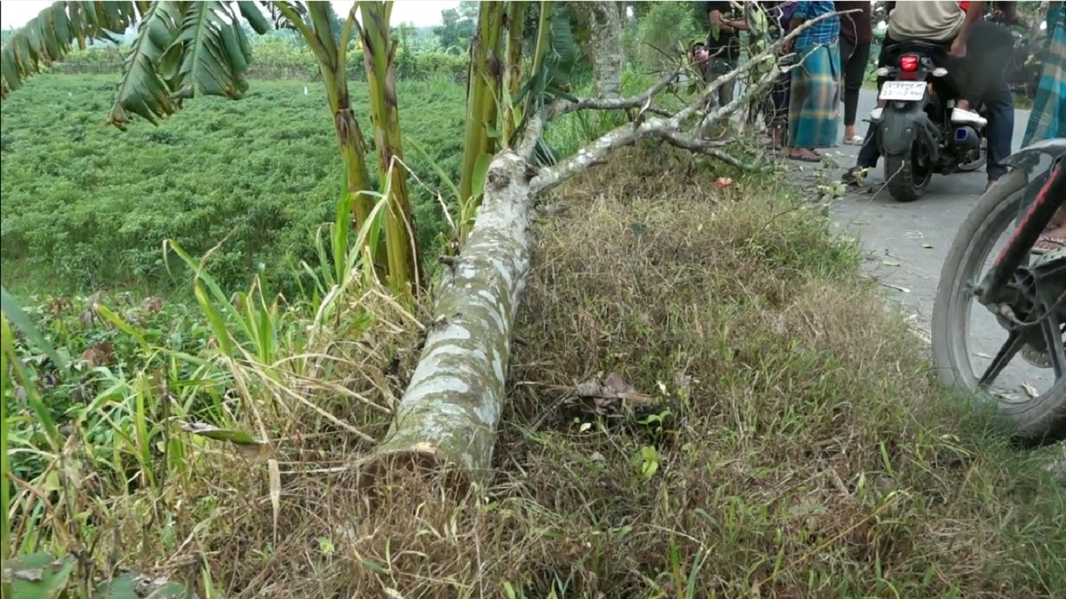মেহেরপুরে পুলিশ ক্যাম্পের কাছে সড়কে গাছ ফেলে ডাকাতি
