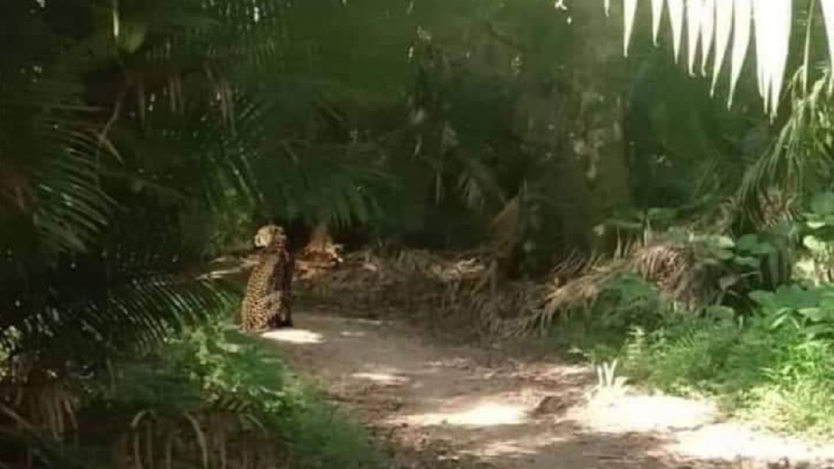 ‘বেত কাটতে গিয়ে চিতাবাঘ দেখেন শ্রমিকরা’, টাঙ্গাইলে আতঙ্ক