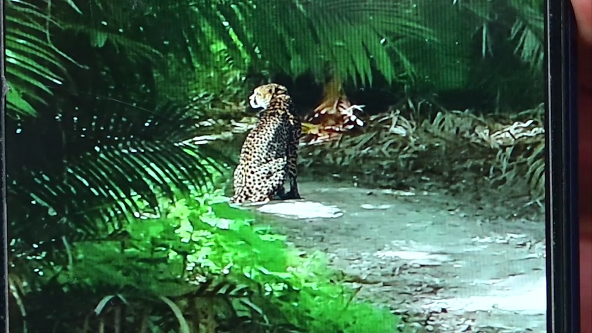 টাঙ্গাইল শালবনে চিতাবাঘ!