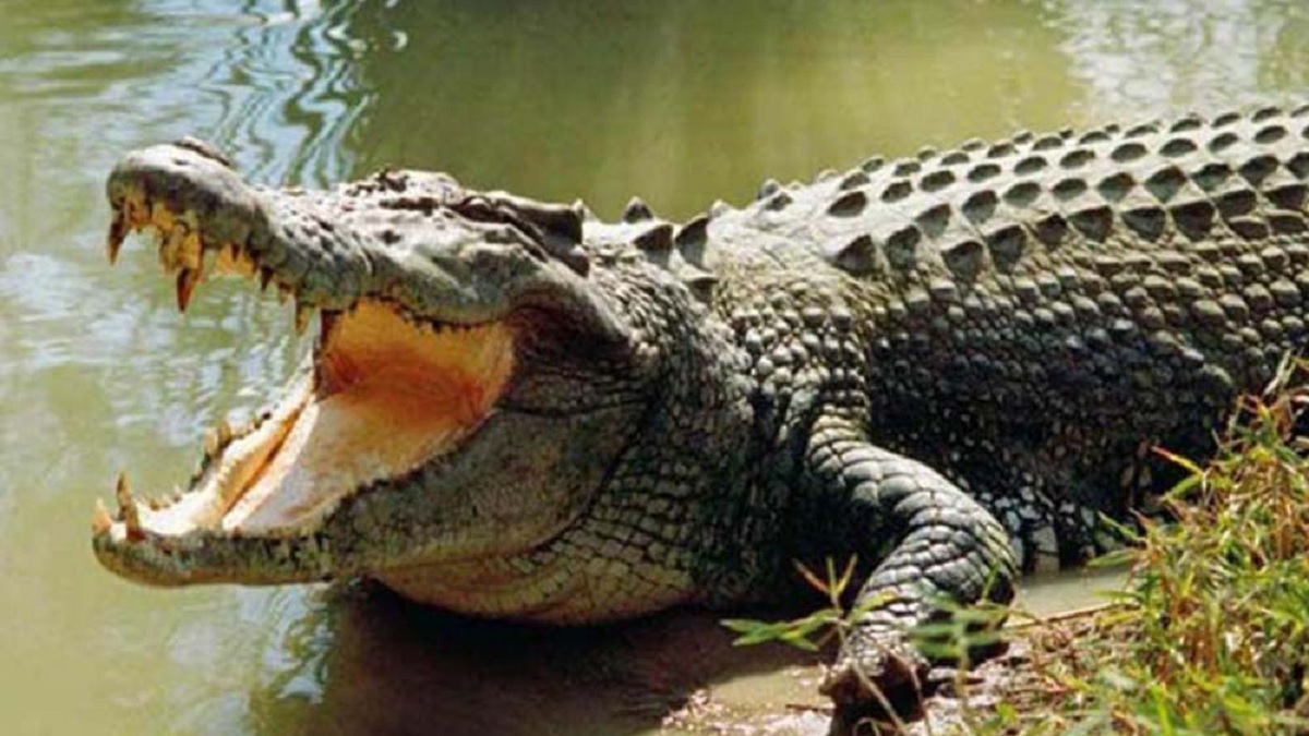 ফরিদপুরের পদ্মার চরে কুমির আতঙ্ক, আহত ১