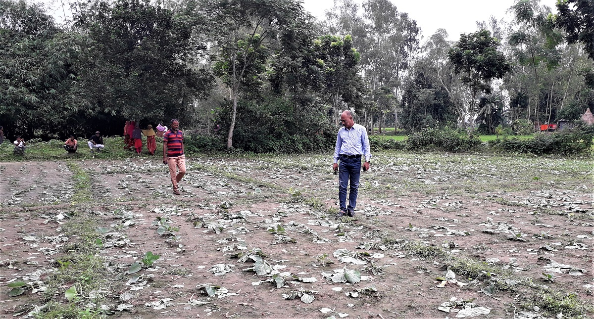 ফসলের সঙ্গে শত্রুতা! বর্গাচাষীর ১৫ হাজার বাঁধাকপির চারা কেটে একাকার