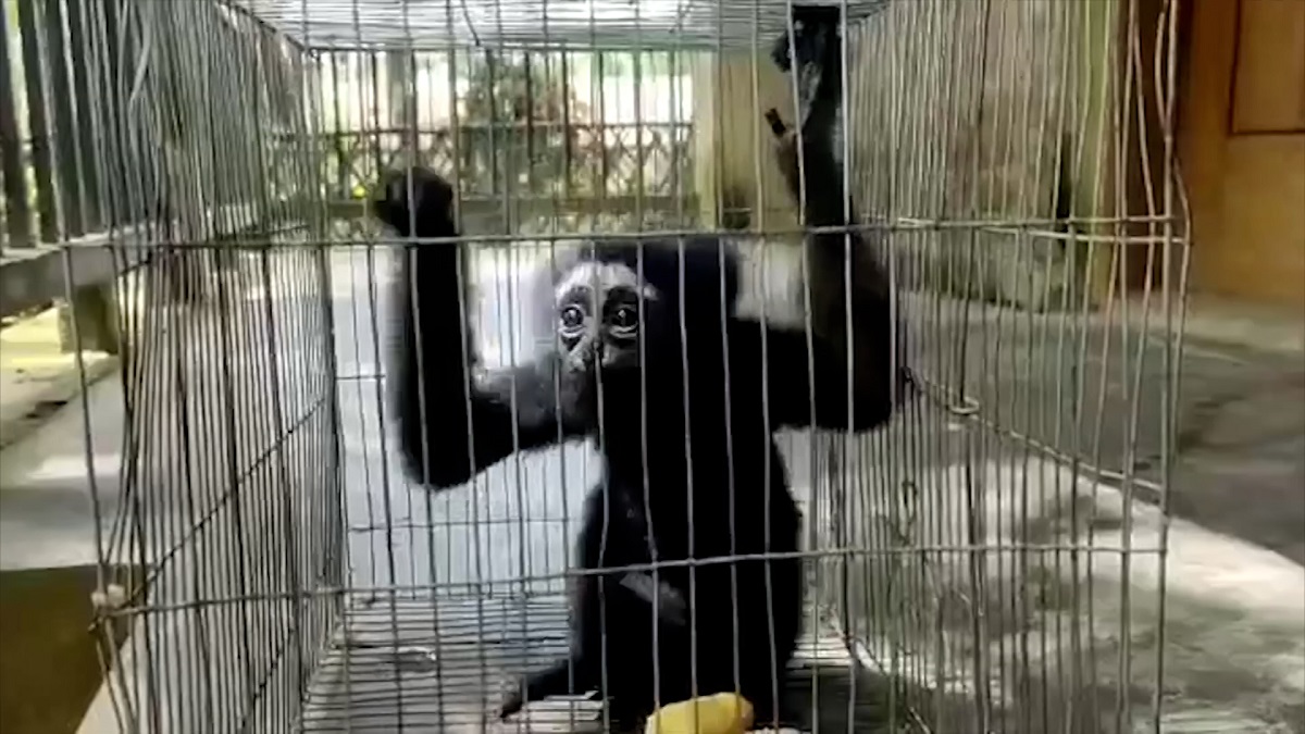 পাচারের সময় বিরল প্রজাতির উল্লুকসহ হাতেনাতে আটক ২