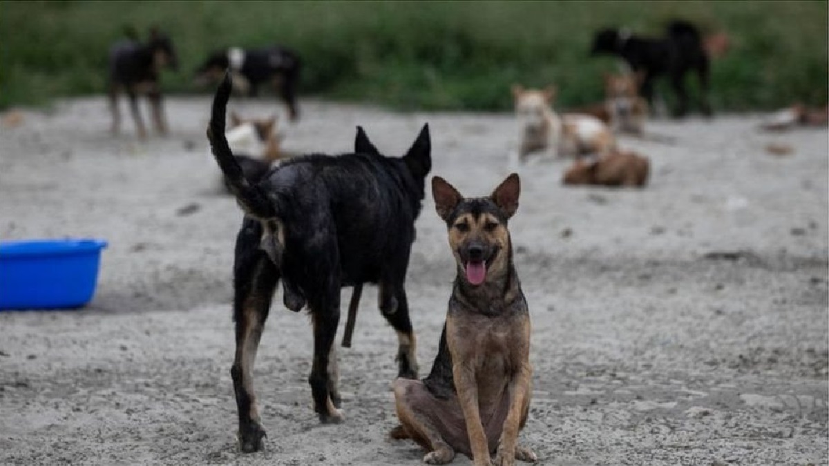 যবিপ্রবিতে বিষ প্রয়োগ করে বেওয়ারিশ কুকুর হত্যা, প্রাণী অধিকারকর্মীদের প্রতিবাদ