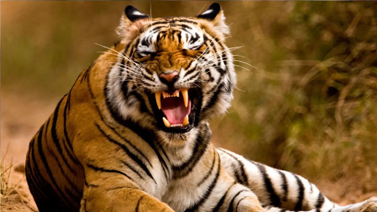 গুলিতে মরলো বিহারের সেই মানুষখেকো বাঘ, লোম ছিঁড়ে গ্রামবাসীর উল্লাস