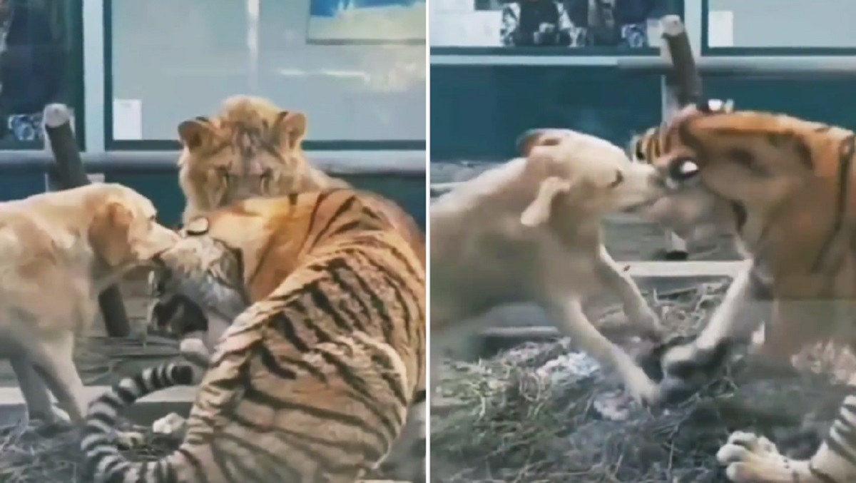 বাঘের কান কামড়ে ধরল কুকুর, নীরবে দেখছে সিংহ। (ভিডিও)