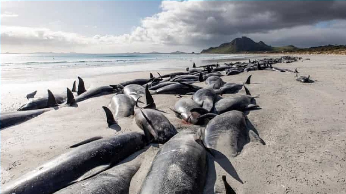 নিউজিল্যান্ডে সৈকতে আটকে পড়া ২৫০টি পাইলট তিমির মৃত্যু