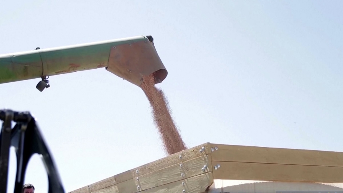 যুদ্ধের মাঝেও ইউক্রেনের শস্য রফতানি