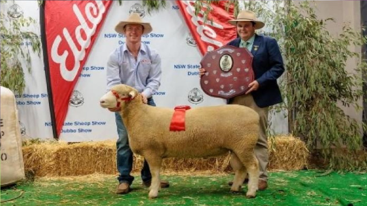 একটি ভেড়ার দাম ২ কোটি টাকা!