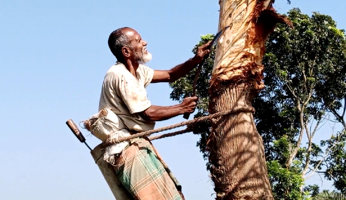 ঝিনাইদহে শুরু হয়েছে খেজুর রস সংগ্রহের আগাম তোড়জোড়