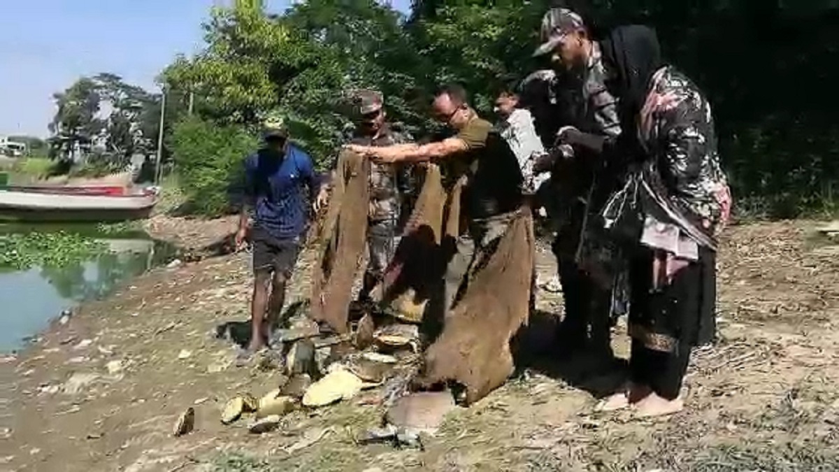 আখাউড়া সীমান্ত থেকে বিরল প্রজাতির ৫২টি কচ্ছপ উদ্ধার