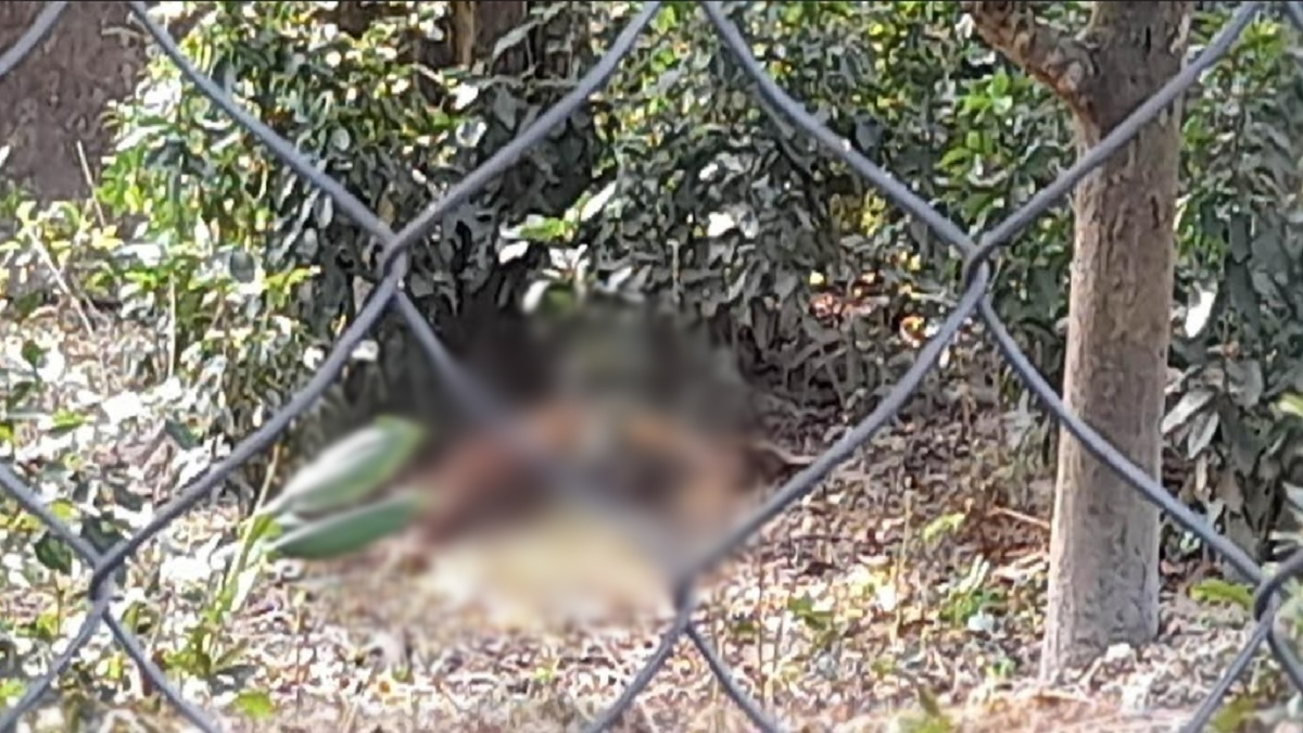 কুকুরের কামড়ে মারা গেল তেঁতুলিয়া ইকো পার্কের হরিণ