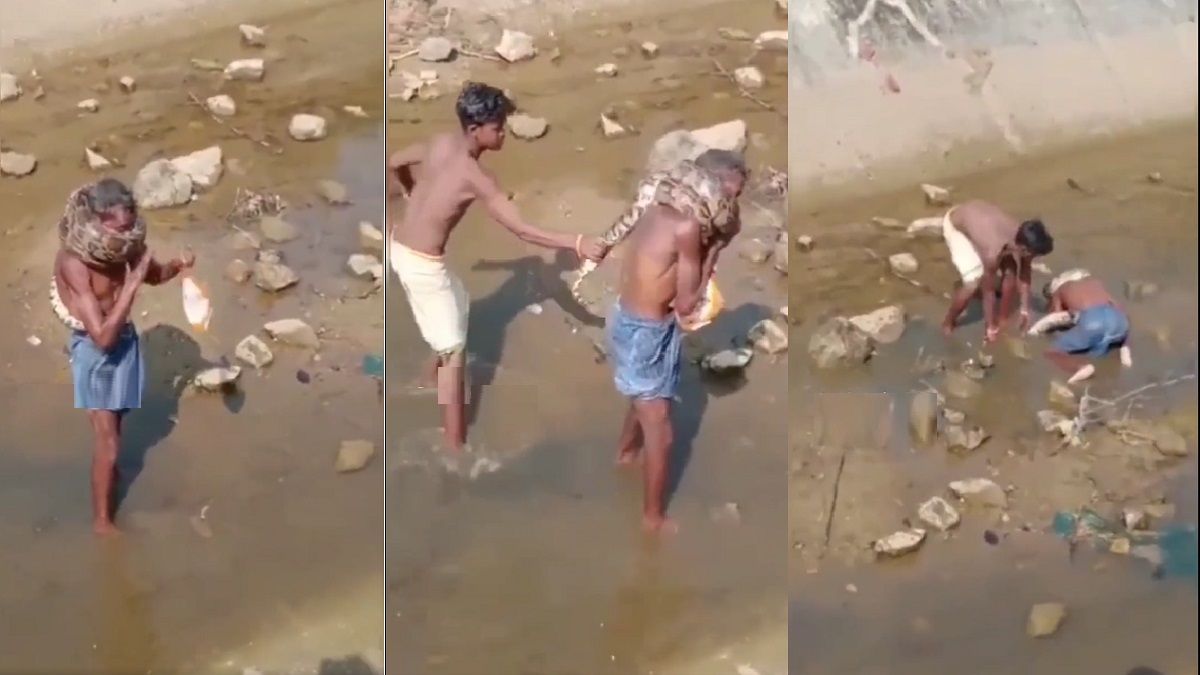 মাতাল হয়ে গলায় অজগর পেঁচিয়ে বিপদে বৃদ্ধ (ভিডিও)