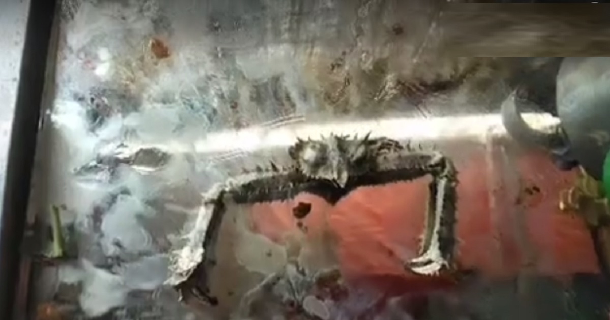 সাগরে ধরা পড়লো বিরল প্রজাতির ‘এলবো ক্র্যাব’