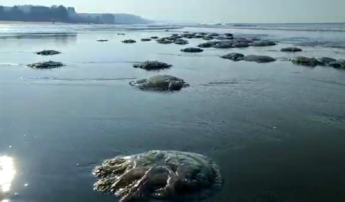 কক্সবাজার সৈকতে ভেসে এলো শতশত জেলিফিশ
