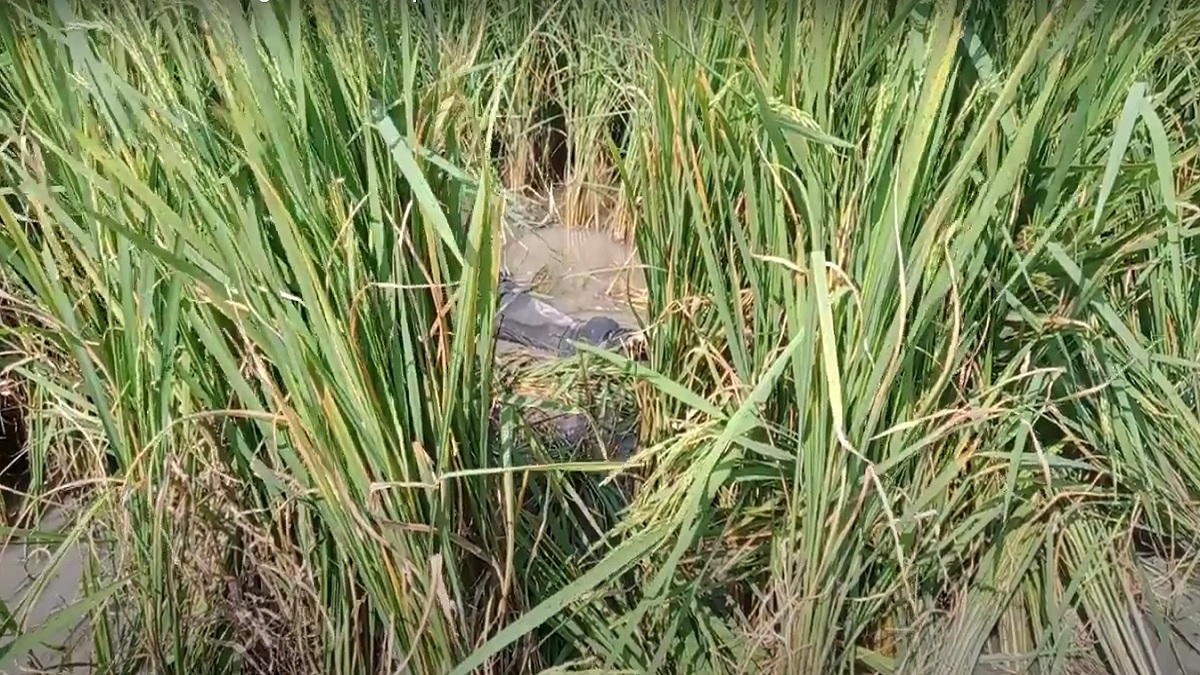 ঝিনাইদহে নিখোঁজের ৫ দিন পর ধানক্ষেতে মিললো যুবকের অর্ধগলিত মরদেহ