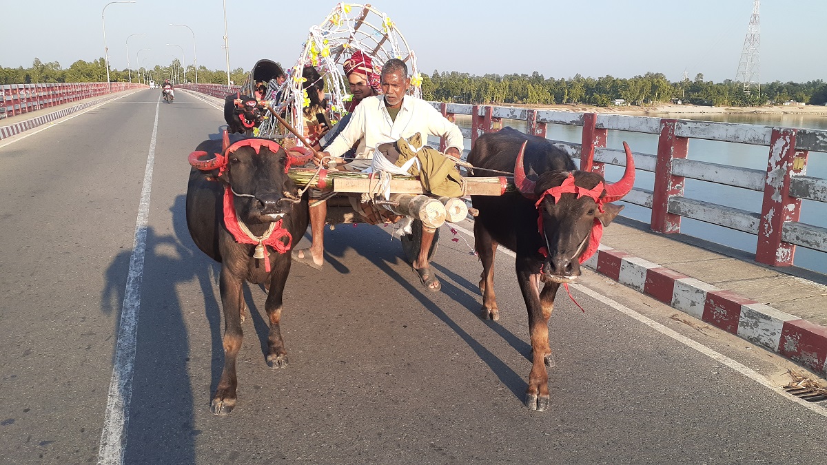 পূর্ব পুরুষের ঐতিহ্যে মহিষের গাড়িতে চড়ে বিয়ে করলেন উপসহকারী মেডিকেল অফিসার