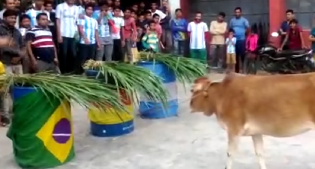 গরুর ভবিষ্যৎ বাণী, এবার বিশ্বকাপ জিতবে ব্রাজিল!