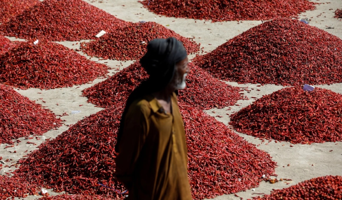 খরা ও বন্যায় বিপর্যস্ত পাকিস্তানের কৃষিখাত, সবচেয়ে বেশি ক্ষতিগ্রস্ত মরিচ চাষিরা