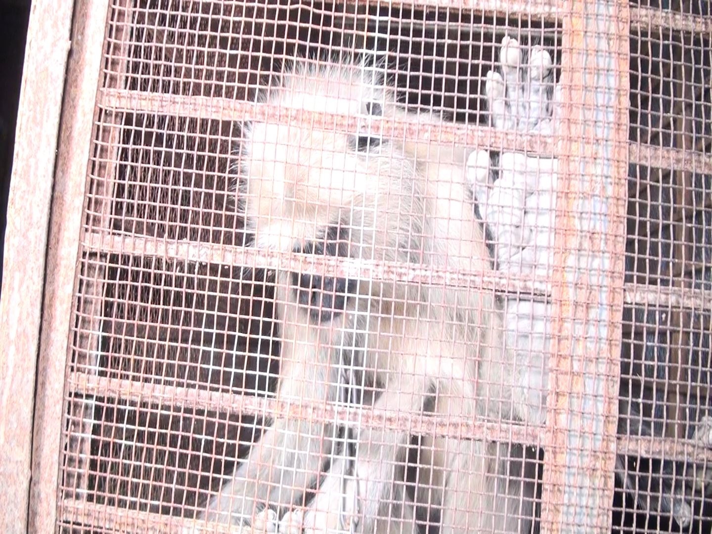 পঞ্চগড়ে খাবারের সন্ধানে লোকালয়ে এসে স্থানীয়দের কাছে ধরা পড়লো হনুমান