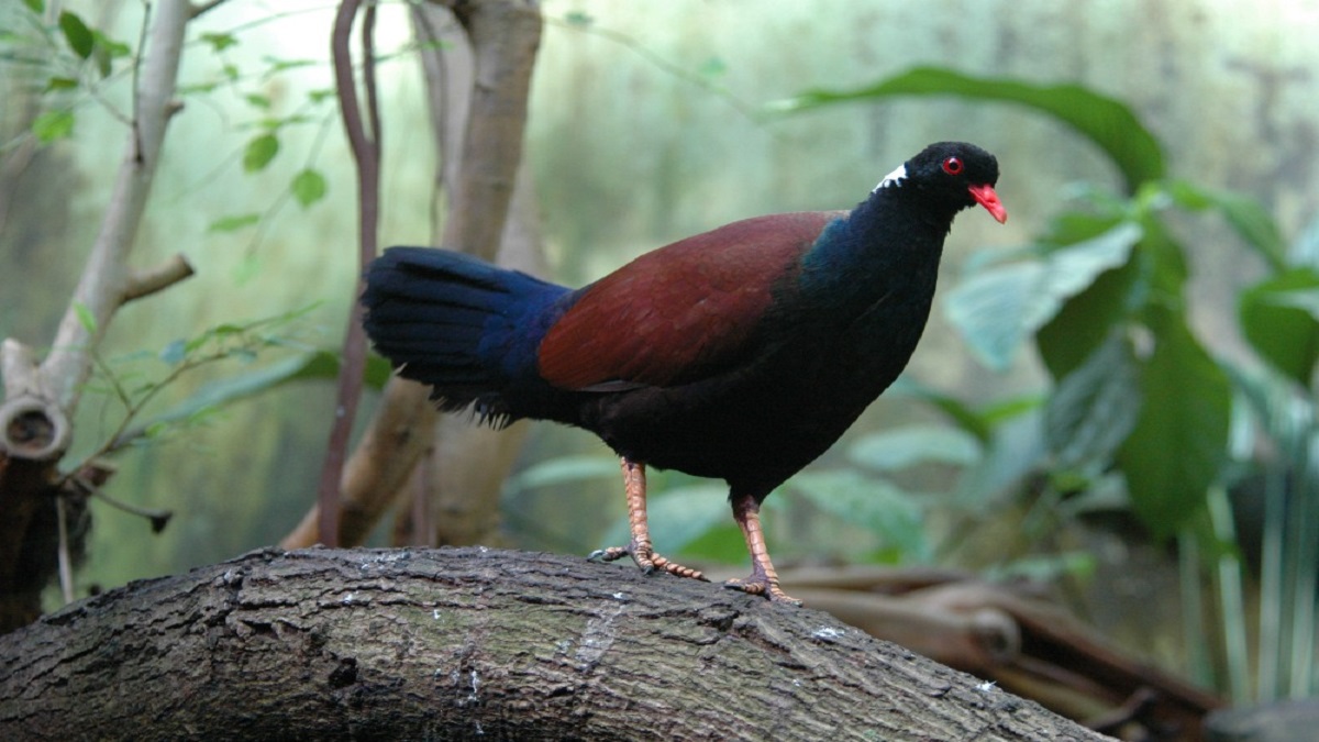 পাপুয়া নিউগিনিতে ১৪০ বছর পর দেখা মিললো বিরল কবুতরের