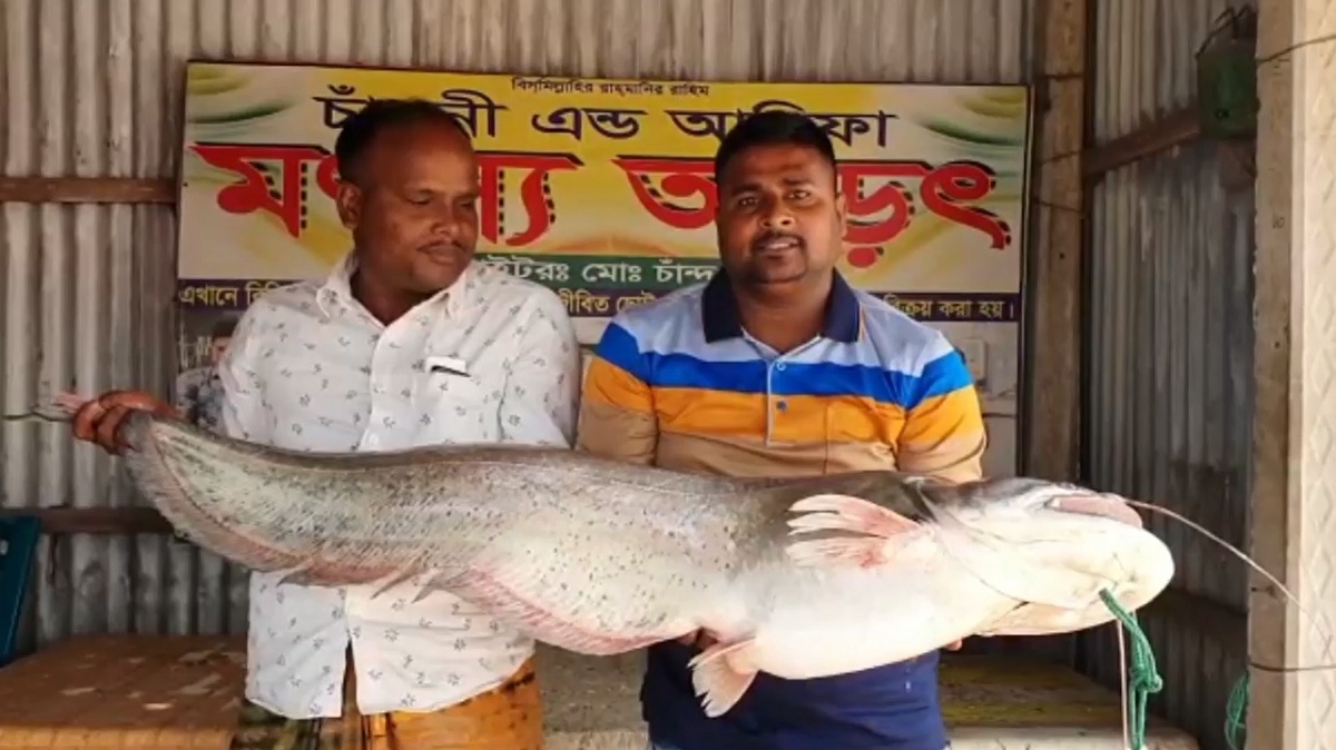 এক বোয়ালের দাম ৩৬ হাজার টাকা