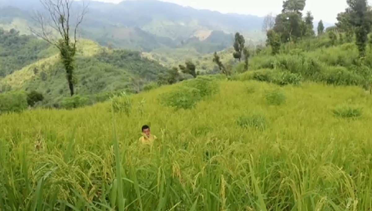 ইঁদুরের আক্রমণে ক্ষতিগ্রস্ত জুমের ফসল, রাঙামাটিতে খাদ্যশস্য সংকটের শঙ্কা চাষীদের