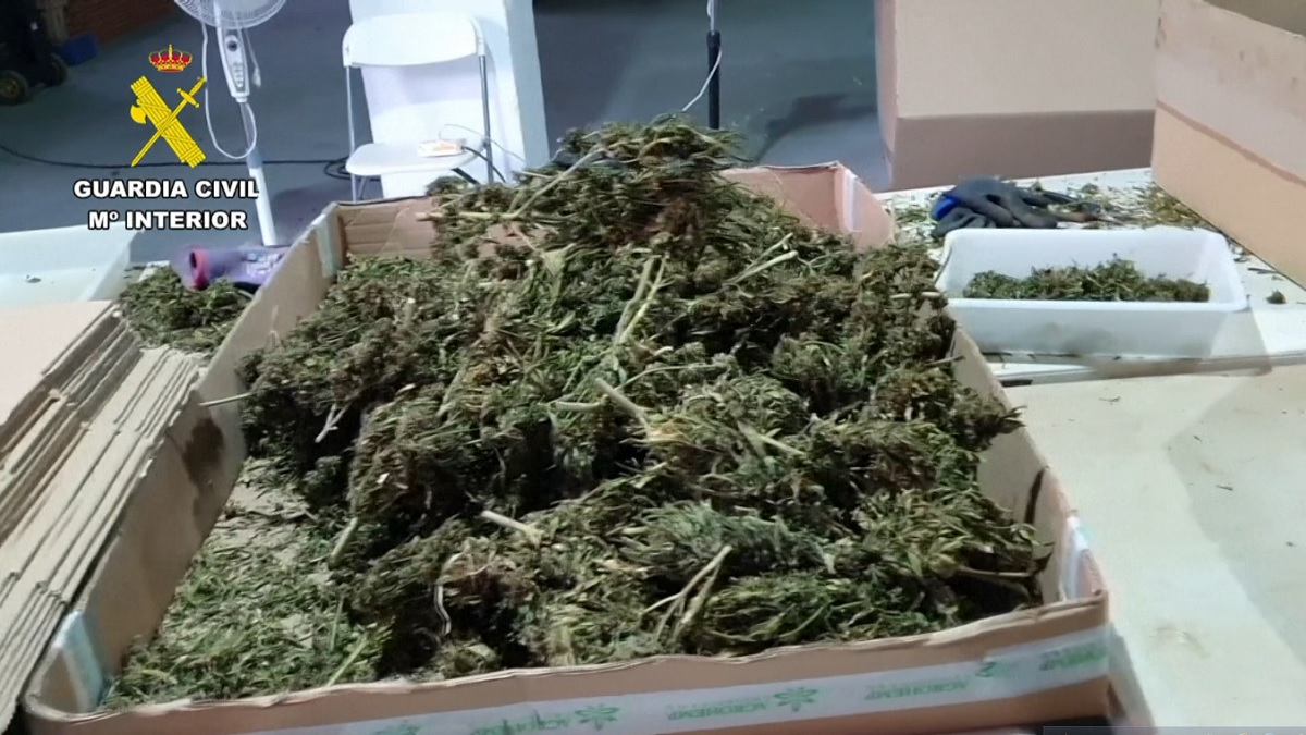 স্পেনে ৩২ টন গাঁজার চালান জব্দ