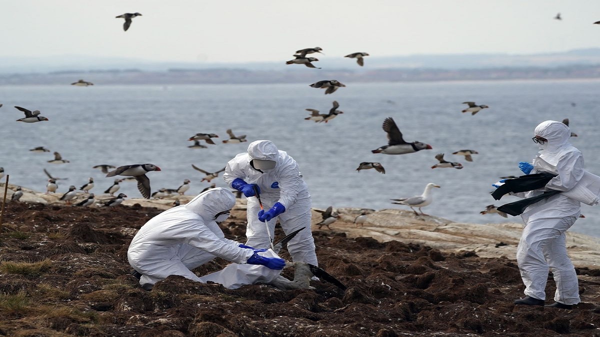 পেরুতে এভিয়ান ফ্লু; সমূদ্র সৈকত বন্ধ, মারা গেছে অন্তত ৯০ হাজার পাখি