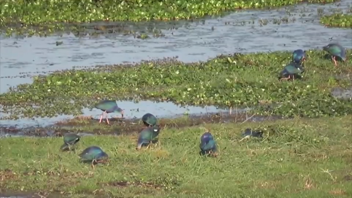 বাইক্কা বিলে কমেছে পরিযায়ী পাখি, বেড়েছে চোরা শিকারী