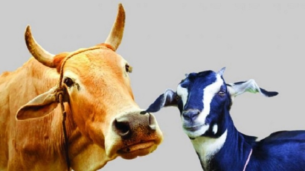 গরু-ছাগল বেড়েছে দেশে, কৃষি শুমারির রিপোর্ট