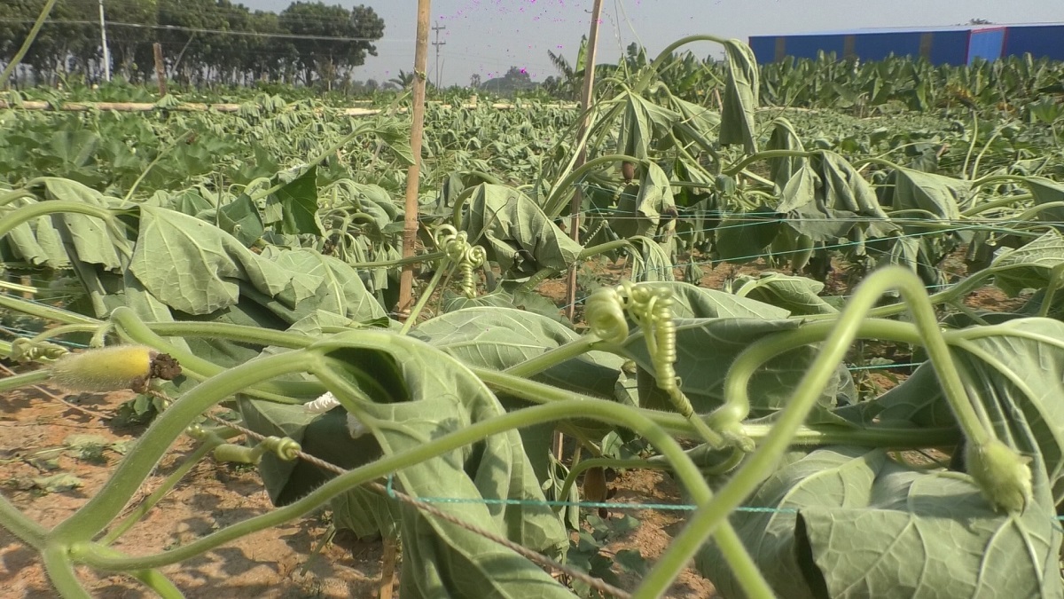 ঝিনাইদহে এক বিঘা জমির ধরন্ত লাউগাছ কেটে দিল দুর্বৃত্তরা