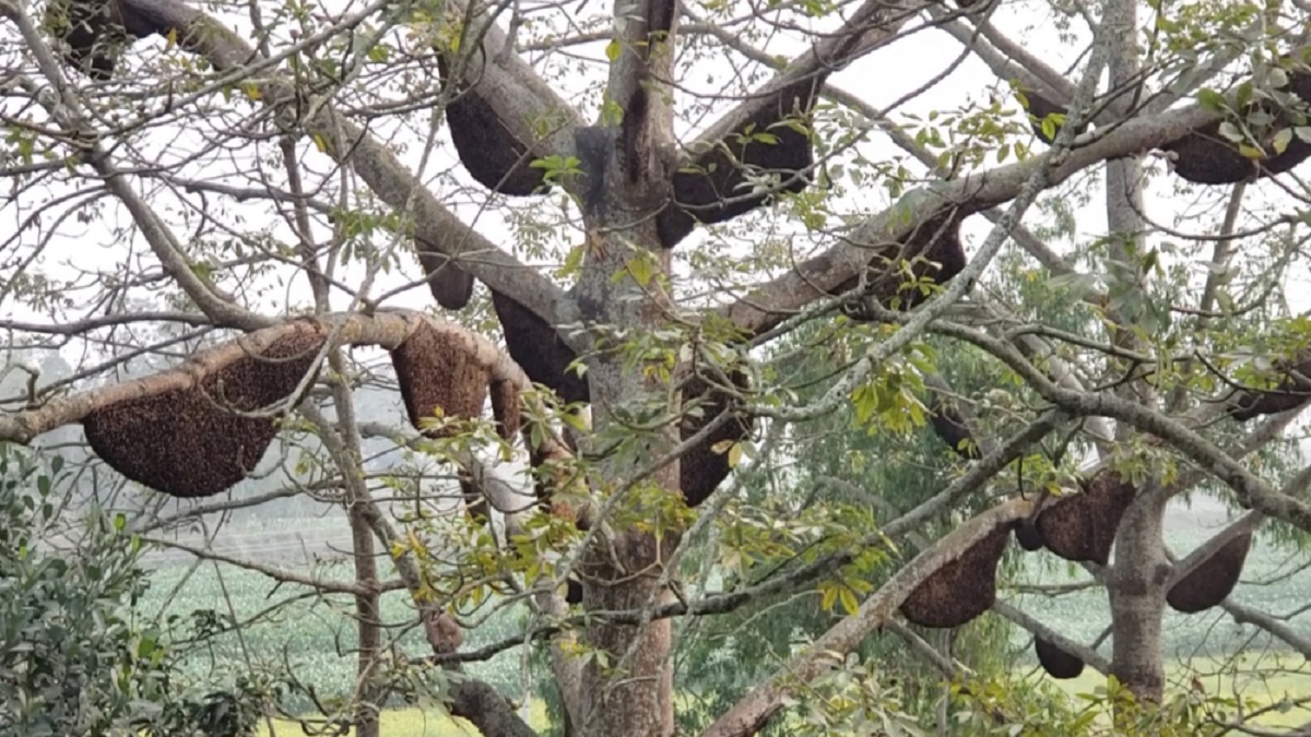 কুড়িগ্রামের এক গ্রামেই প্রায় ৬ শতাধিক মৌচাক