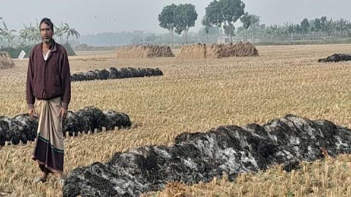 কুষ্টিয়ায় কৃষকের ৩ বিঘা জমির ধান পুড়িয়ে দিলো দুর্বৃত্তরা