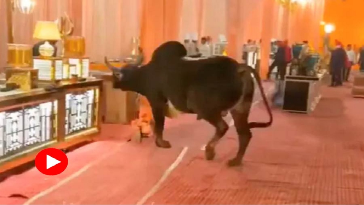 বিয়ের অনুষ্ঠানে হঠাৎ ঢুকে পড়লো ষাঁড় (ভিডিও)