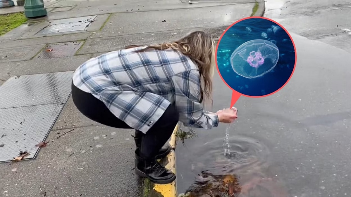 ওয়াশিংটনের রাস্তায় জেলিফিশ!