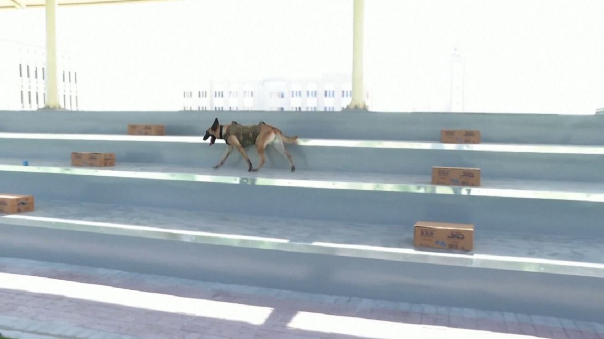 কাতার বিশ্বকাপে নজর কেড়েছে কুকুর