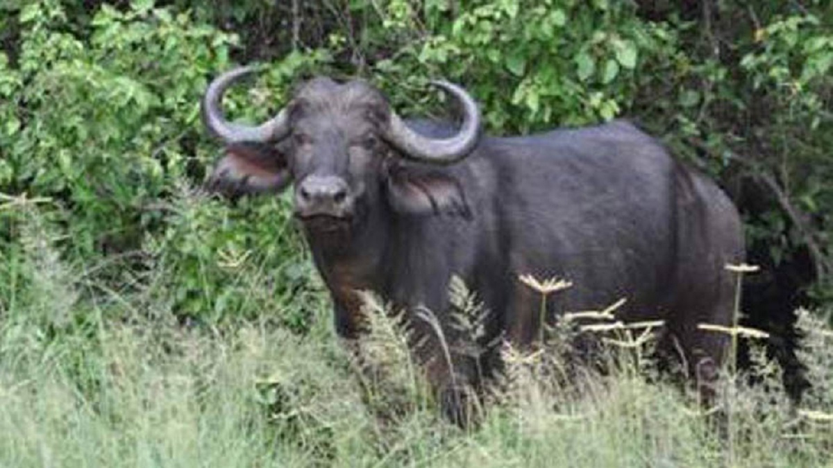 টাঙ্গাইলের দেলদুয়ারে মহিষের আক্রমণে আ. লীগ নেতাসহ দুইজনের মৃত্যু