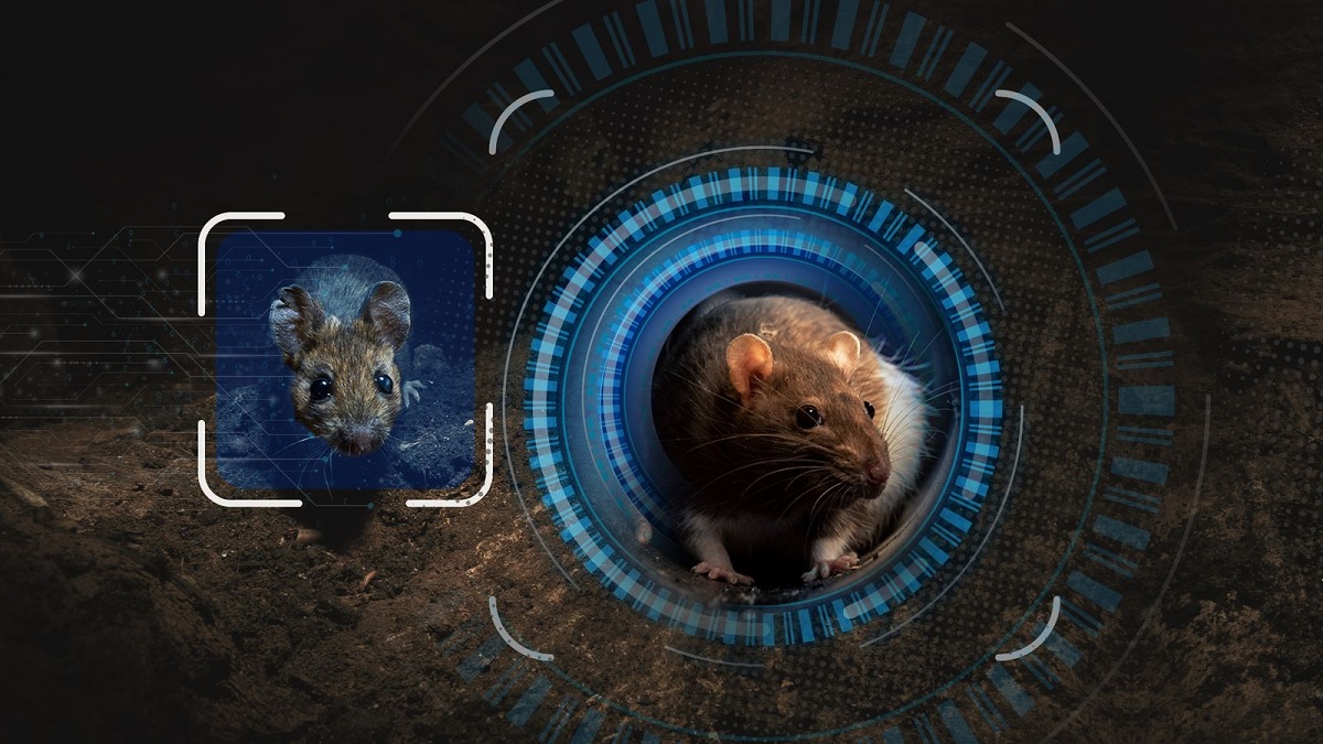 ইঁদুর নিধনে ব্যবহৃত হবে ফেসিয়াল রেকগনিশন সফটওয়্যার
