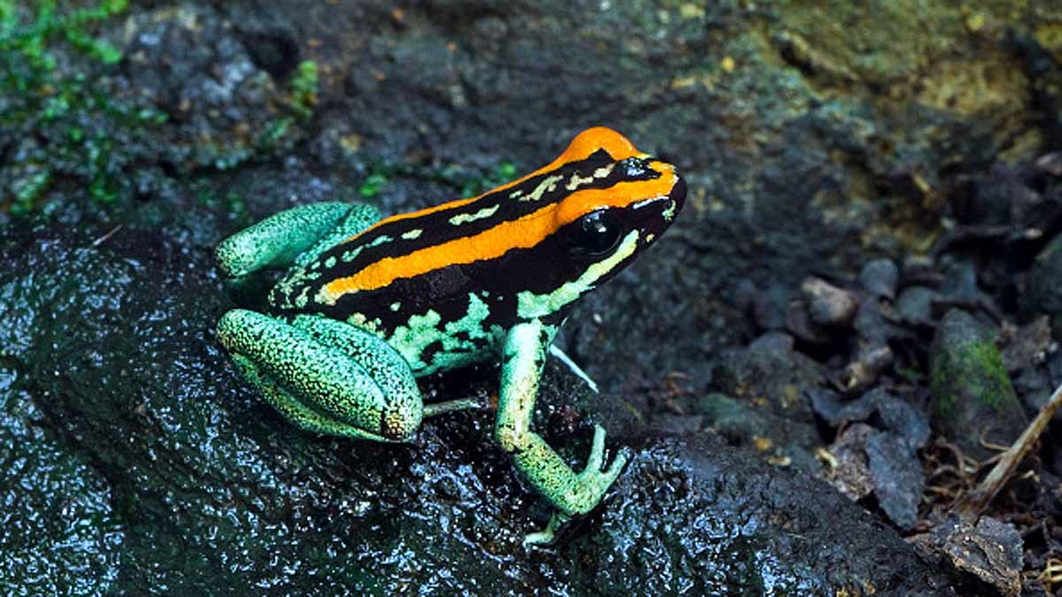 যুক্তরাজ্যের চিড়িয়াখানায় প্রাণী শুমারি, গোনা হচ্ছে ব্যাঙের সংখ্যাও