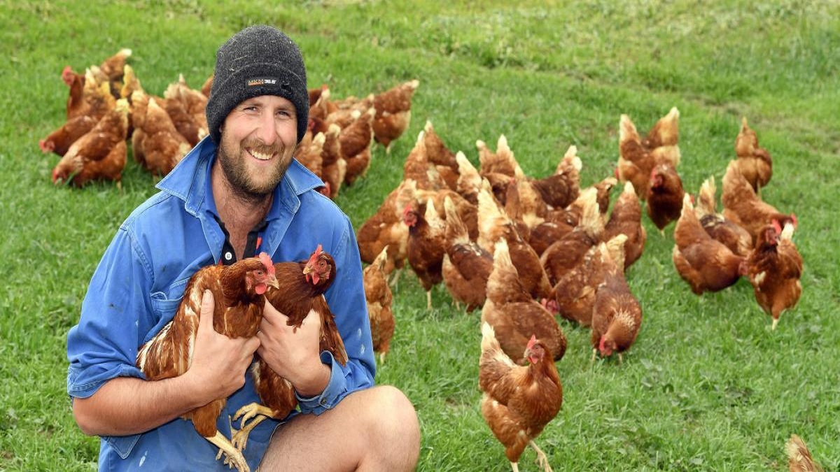 ডিম পাড়া মুরগির সংকটে নিউজিল্যান্ড, বিপাকে খাদ্য শিল্প