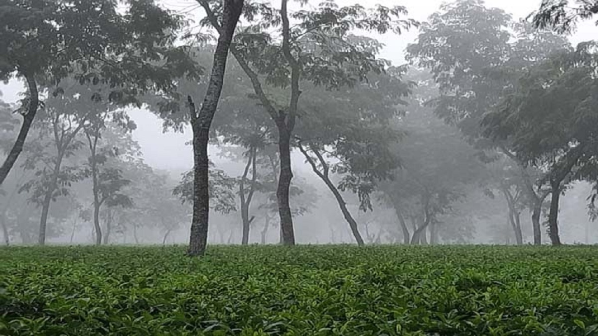 মৌসুমের সর্বনিম্ন তাপমাত্রা শ্রীমঙ্গলে
