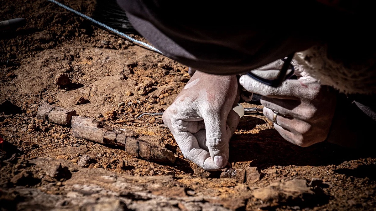 খোঁজ মিলেছে চার প্রজাতির ডাইনোসরের জীবাশ্ম