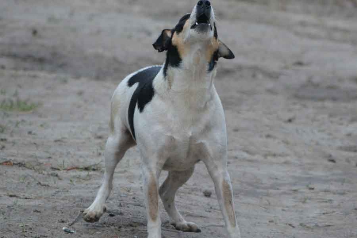 কুকুরের ডাক ঘিরে দু’পক্ষের সংঘর্ষ, নিহত ১