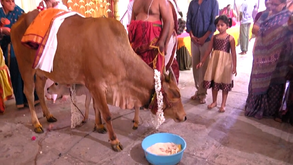 গো-হত্যা বন্ধ করলেই মিটে যাবে পৃথিবীর সব সংকট: গুজরাটের আদালত