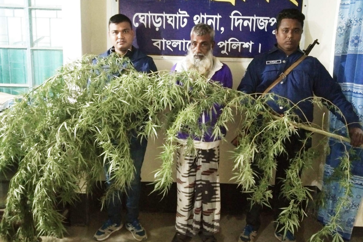 বাড়ির আঙিনায় আখ গাছের আড়ালে গাঁজা চাষ