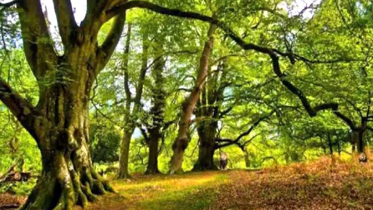 ঝোপের আড়ালে উঁকি দিচ্ছে ৩ সিংহ, খুঁজতে হবে ৮ সেকেন্ডে