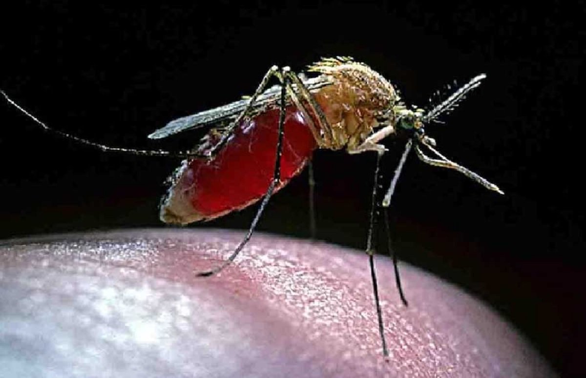 কিছু মানুষকে মশা বেশি কামড়ায় কেন?