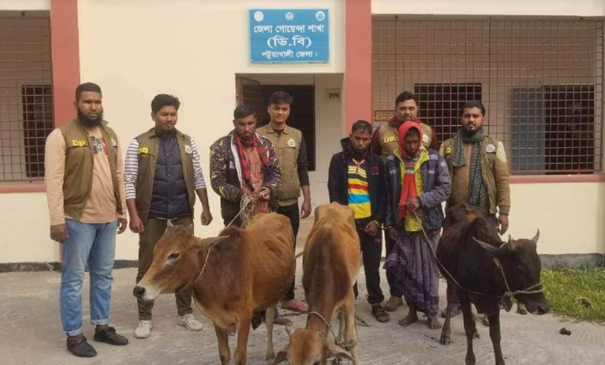 পটুয়াখালীতে চোরাই গরুসহ আটক ৩