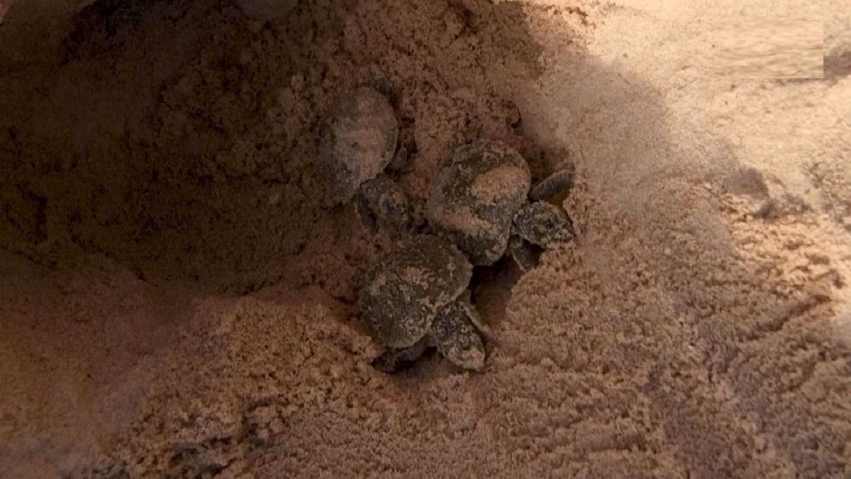 বাচ্চা কচ্ছপে ছেয়ে গেছে ব্রাজিল ও বলিভিয়া সৈকত