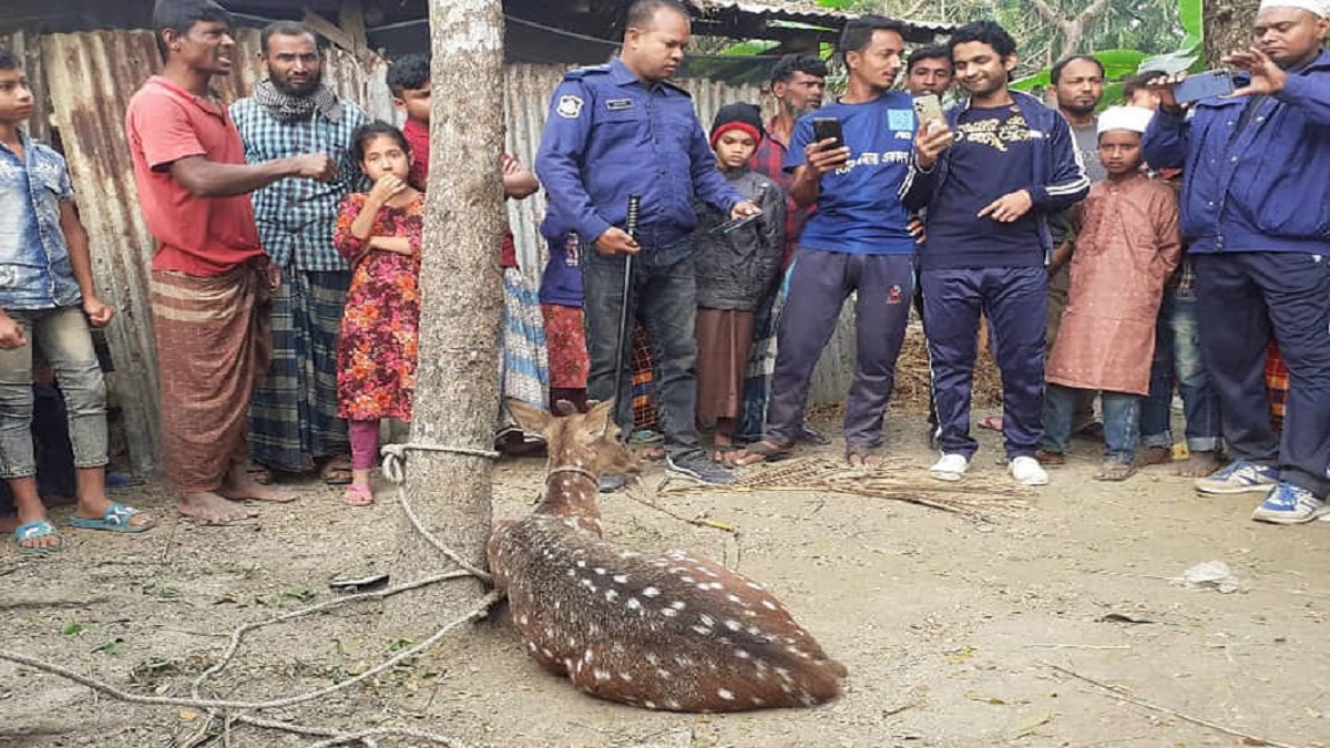 ভোলায় খাবারের সন্ধানে লোকালয়ে আসা হরিণ উদ্ধার